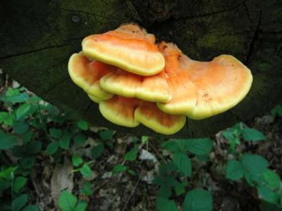 Laetiporus sulphureus (chicken of the woods)