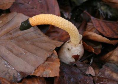 Mutinus caninus (dog stinkhorn)