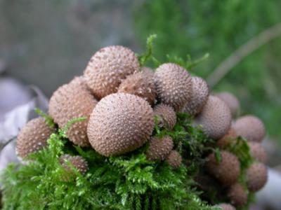 Lycoperdon pyriforme  (Stump Puff-Ball)