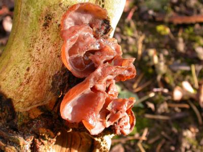 Auricularia auricula-judae (Jew's Ear fungus)