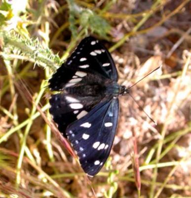 southern white admiral