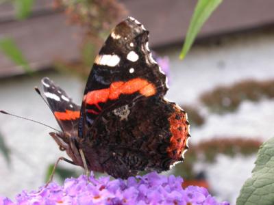 red admiral on budlea
