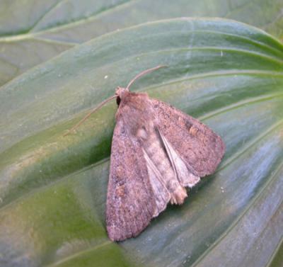 square spot rustic