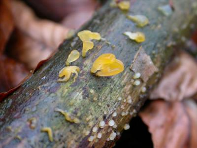 Calocera cornea