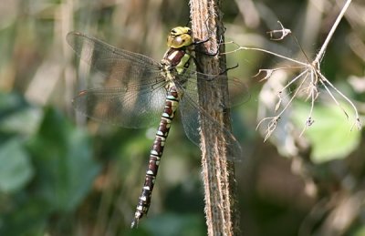 SOUTHERN HAWKER