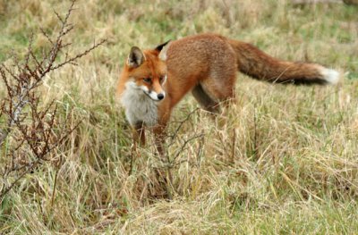 RED FOX