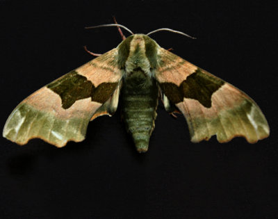 LIME HAWKMOTH (From Egg to Adult )