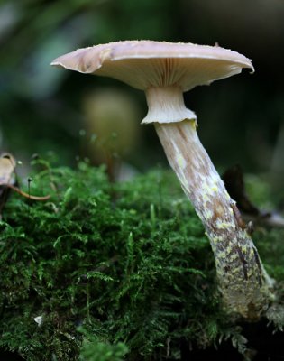 Armillaria gallica (Honey Fungus )