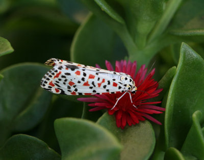 Crimson speckled moth.