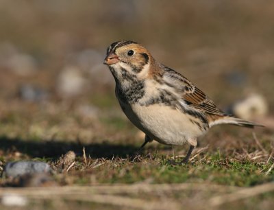 Lapland Longspur.