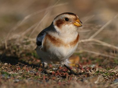 Snow Bunting.jpg