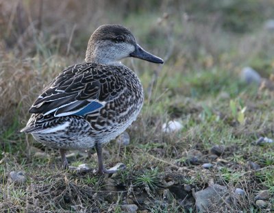 Common Teal( Duck)