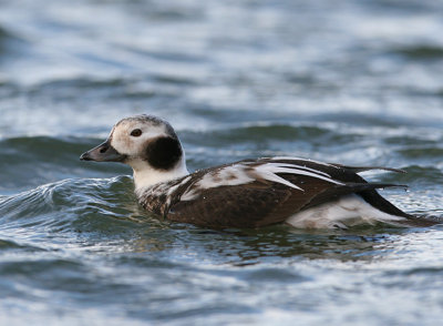Long-tailed Duck1.jpg