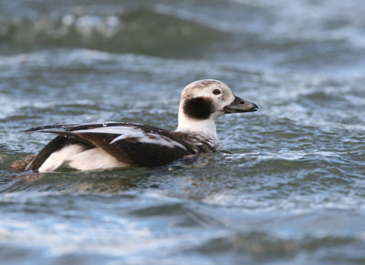 Long-tailed Duck