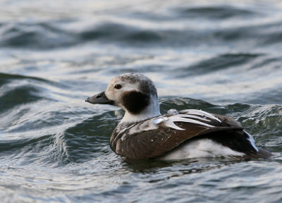 Long-tailed Duck.jpg