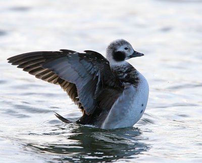 Long-tailed Duck