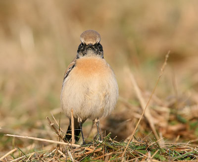 Desert Wheatear