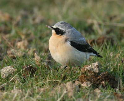 Northern Wheatear.