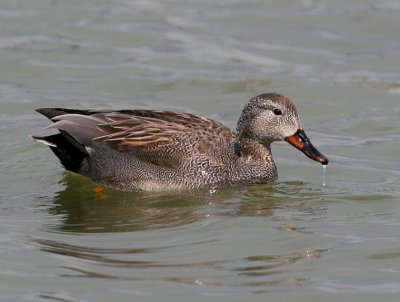 Gadwall.