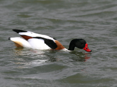 Shelduck.