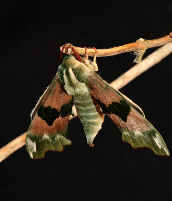 Lime hawkmoth.