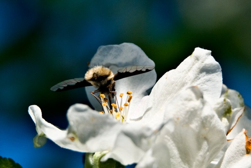 100410-231.jpg  Hummingbird Moth