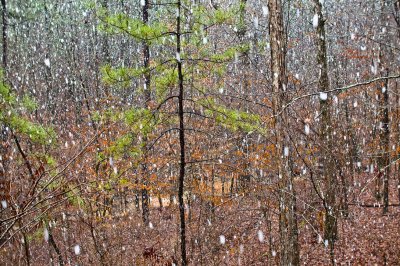 090301-snow-053.   Big Snow Flakes in Georgia