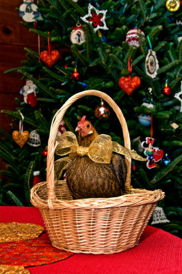 091227-  A Christmas Chicken.