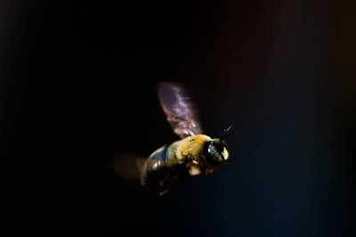 100401-016.jpg  Boring bee