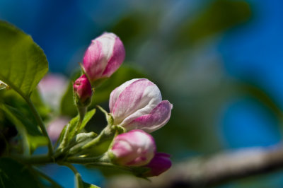 100410-127.jpg    Apple Blossoms