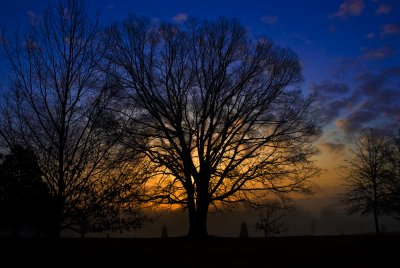 100510_TM20512.-sunrise-tree-.jpg