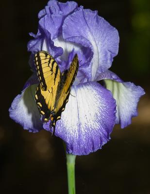Iris and Tiger Swallowtail