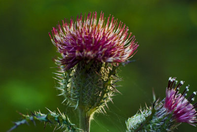 Thistle, Unloved and Unwanted