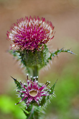 A Thistle, a weed to some people.