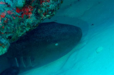 Nurse Shark at rest