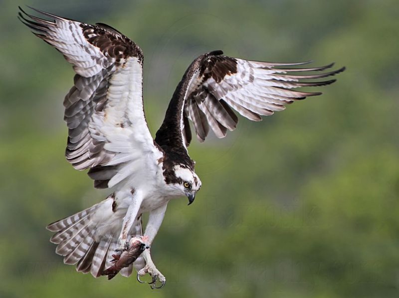 _MG_0159 Osprey.jpg