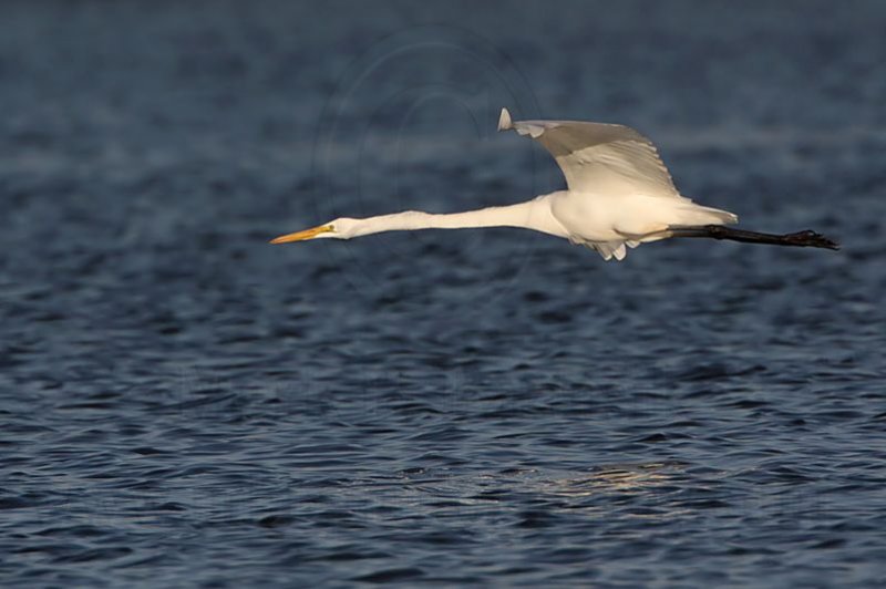 _MG_7528 Great Egret.jpg