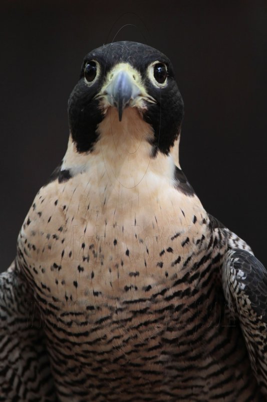 _MG_0492 Peregrine Falcon.jpg