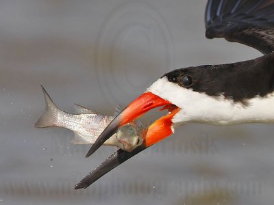 _MG_6559crop2 Black Skimmer.jpg