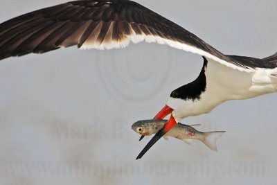 _MG_6568 Black Skimmer.jpg
