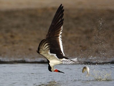 _MG_0933 Black Skimmer.jpg
