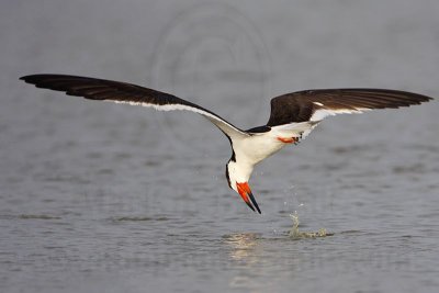 _MG_1275 Black Skimmer.jpg