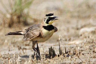 Horned Lark - July, 2008