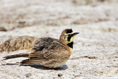 _MG_7004 Horned Lark.jpg