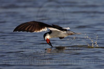 _MG_3250 Black Skimmer.jpg