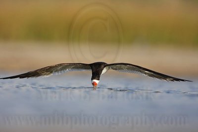 _MG_4397 Black Skimmer.jpg