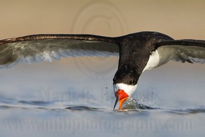 _MG_4400crop Black Skimmer.jpg