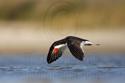 _MG_5855 Black Skimmer.jpg