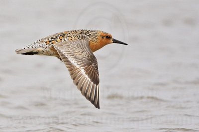 _MG_2965 Red Knot.jpg