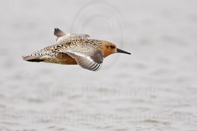 _MG_2967 Red Knot.jpg